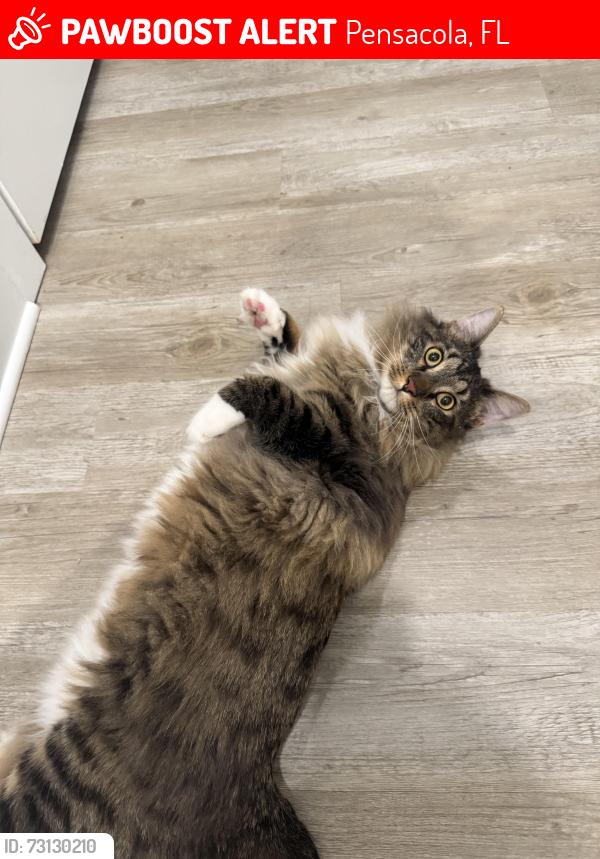 Lost Male Cat last seen Scenic Hills Dr, Pensacola, FL 32514