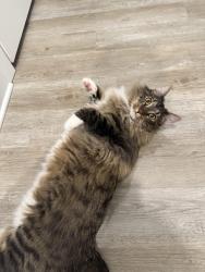 Lost Male Cat last seen Scenic Hills Dr, Pensacola, FL 32514