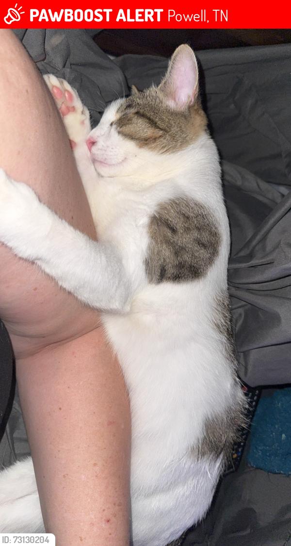 Lost Male Cat last seen Glenstone Subd :W Emory & Clinton Hwy, Powell, TN 37849