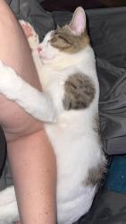Lost Male Cat last seen Glenstone Subd :W Emory & Clinton Hwy, Powell, TN 37849