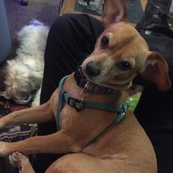 Reunited Male Dog last seen Serriana park, Los Angeles, CA 91364