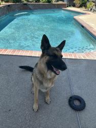 Lost Male Dog last seen Liscarney way Calvine, Sacramento, CA 95828