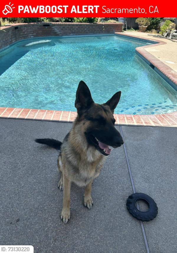 Lost Male Dog last seen Liscarney way Calvine, Sacramento, CA 95828