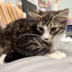 Shelter Stray Male Cat last seen WEST CR 44/CR 452, EUSTIS, 12280 County Rd 448, Tavares, FL 32778, USA