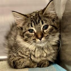 Shelter Stray Male Cat last seen WEST CR 44/CR 452, EUSTIS, 12280 County Rd 448, Tavares, FL 32778, USA