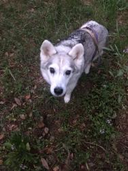 Reunited Female Dog last seen near Pine Street and Ramblin Road intersection, South Congaree, SC 29172