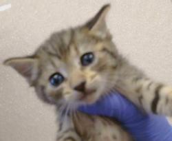 Shelter Stray Female Cat last seen TUPELO DR/OFFIELD CT, 95842, 3839 Bradshaw Rd, Sacramento, CA 95827, USA