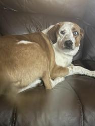 Found/Stray Female Dog last seen Spring st by Philadelphia school, Philadelphia, TN 37846