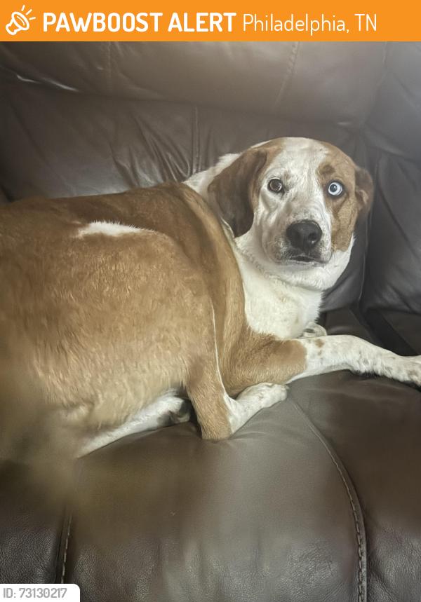 Found/Stray Female Dog last seen Spring st by Philadelphia school, Philadelphia, TN 37846