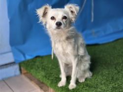 Shelter Stray Female Dog last seen , 216 W Victoria St, Gardena, CA 90248, USA