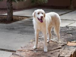 Shelter Stray Female Dog last seen S SAINT FRANCIS / AGUA FRIA ST SANTA FE NM 87501, 100 Caja Del Rio Rd, Santa Fe, NM 87507, USA
