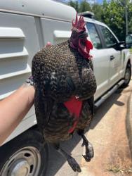 Shelter Stray Male Bird last seen Near BLOCK NORTH CT, OKLAHOMA CITY OK 73111, 2811 SE 29th St, Oklahoma City, OK 73129, USA