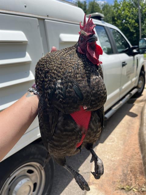 Shelter Stray Male Bird last seen Near BLOCK NORTH CT, OKLAHOMA CITY OK 73111, 2811 SE 29th St, Oklahoma City, OK 73129, USA