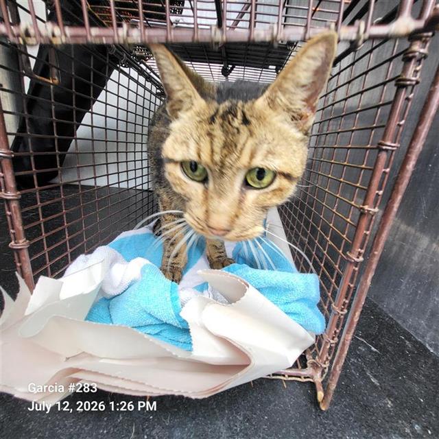 Shelter Stray Female Cat last seen Near BLOCK CREATH PL, 4710 TX-151, San Antonio, TX 78227, USA