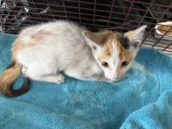 Shelter Stray Female Cat last seen ARROW AND LAUREL, 333 Chandler Pl, San Bernardino, CA 92408, USA