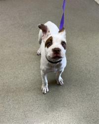 Shelter Stray Female Dog last seen PACIFIC ST X ARDEN AVE, 333 Chandler Pl, San Bernardino, CA 92408, USA