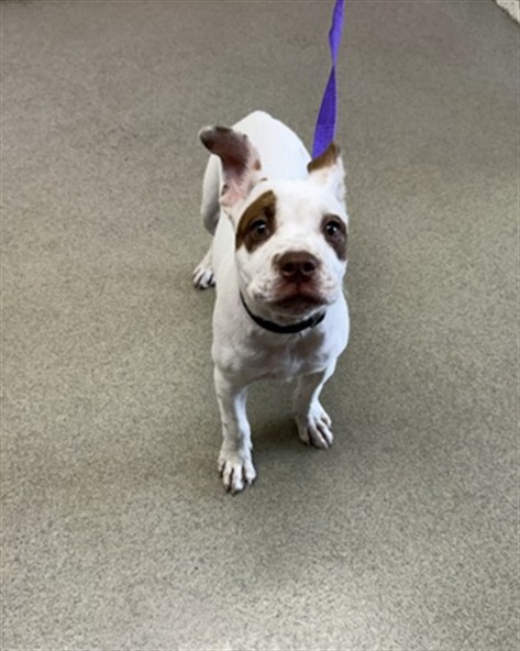Shelter Stray Female Dog last seen PACIFIC ST X ARDEN AVE, 333 Chandler Pl, San Bernardino, CA 92408, USA