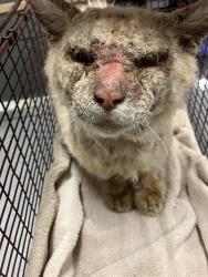 Shelter Stray Male Cat last seen Near BLOCK BLCK SALLY AVE, CERRITOS, CA, 90703, Cerritos, CA 90703, USA