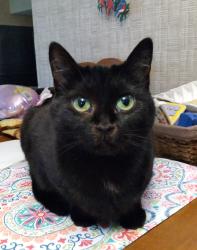 Lost Female Cat last seen Centreal Parkway E. and Burnhamthorpe Road (Central Parkway Mall), Mississauga, ON L4Z 1G9