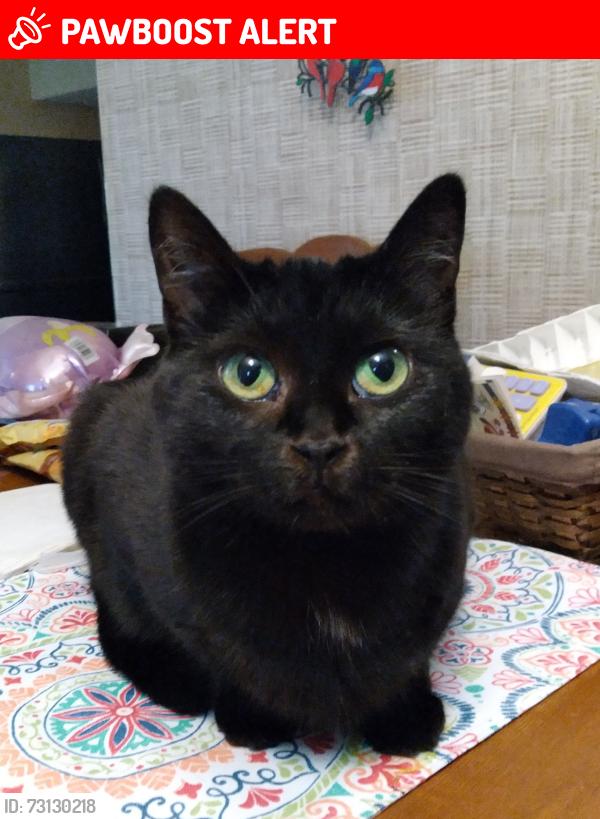 Lost Female Cat last seen Centreal Parkway E. and Burnhamthorpe Road (Central Parkway Mall), Mississauga, ON L4Z 1G9