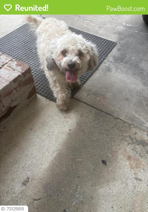 Reunited Male Dog last seen W Vandalia rd, Greensboro, NC 27406
