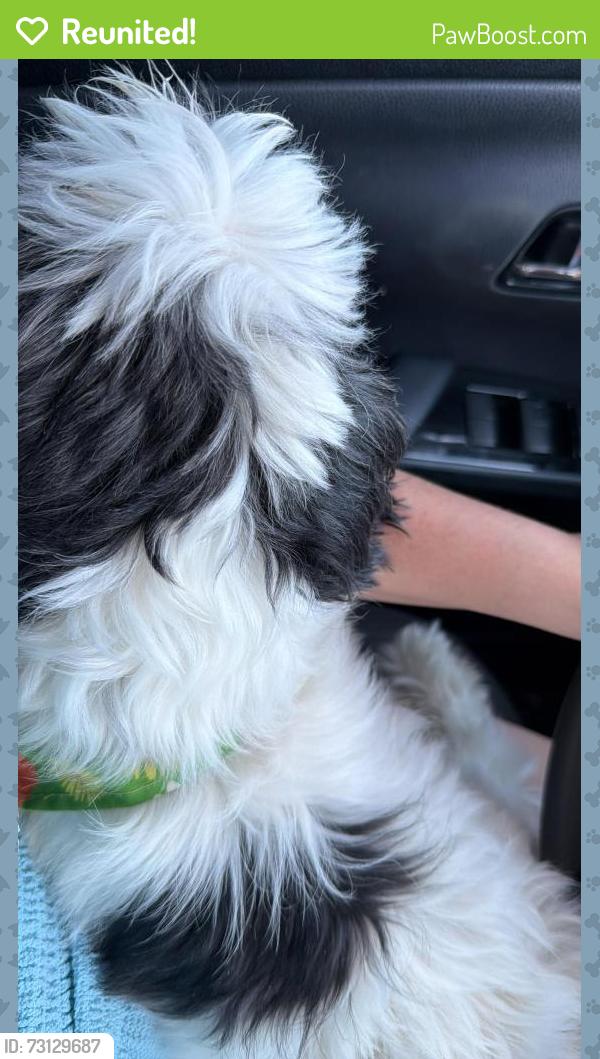 Reunited Male Dog last seen Grant st/stafford st Hartford, Hartford, CT 06106