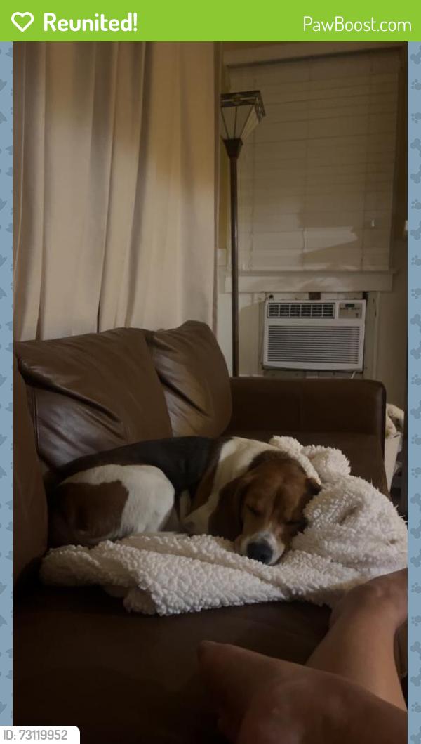 Reunited Male Dog last seen Jackson St, Riverside, CA 92503