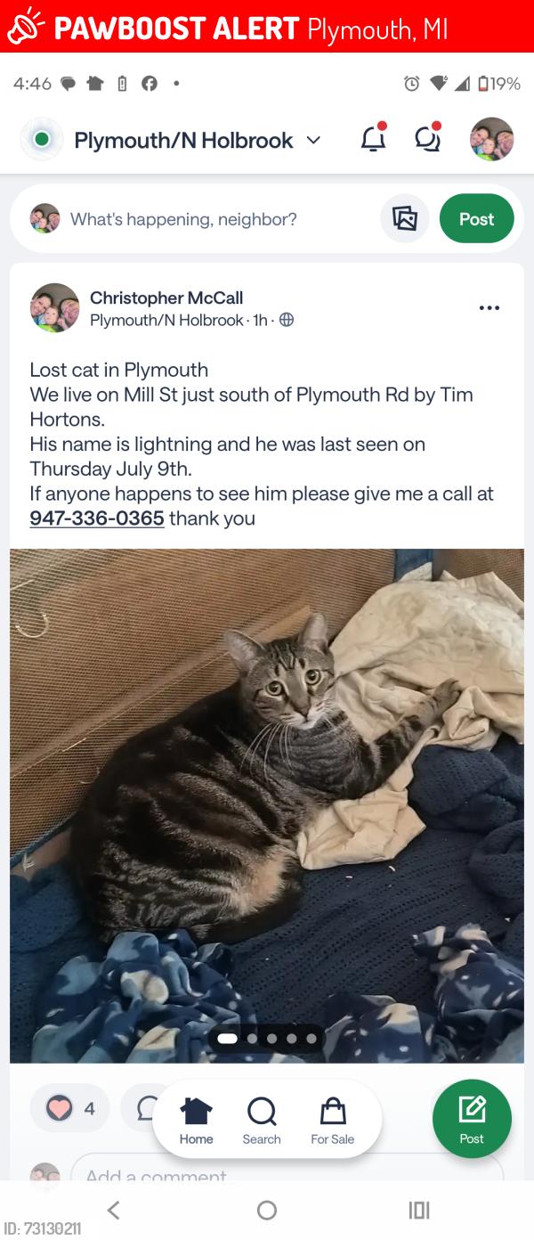 Lost Male Cat last seen Plymouth Rd/N. Mill St(Lilley) around the area behind the Plymouth Tim Hortons, Plymouth, MI 48170