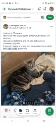 Lost Male Cat last seen Plymouth Rd/N. Mill St(Lilley) around the area behind the Plymouth Tim Hortons, Plymouth, MI 48170