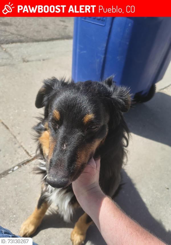 Lost Male Dog last seen Park, Pueblo, CO 81005