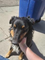 Lost Male Dog last seen Park, Pueblo, CO 81005