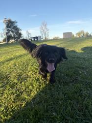 Lost Female Dog last seen Braun Avenue/San Felipe St 92114, San Diego, CA 92114