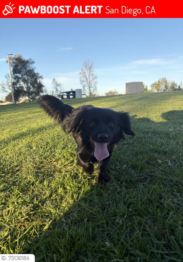 Lost Female Dog last seen Braun Avenue/San Felipe St 92114, San Diego, CA 92114