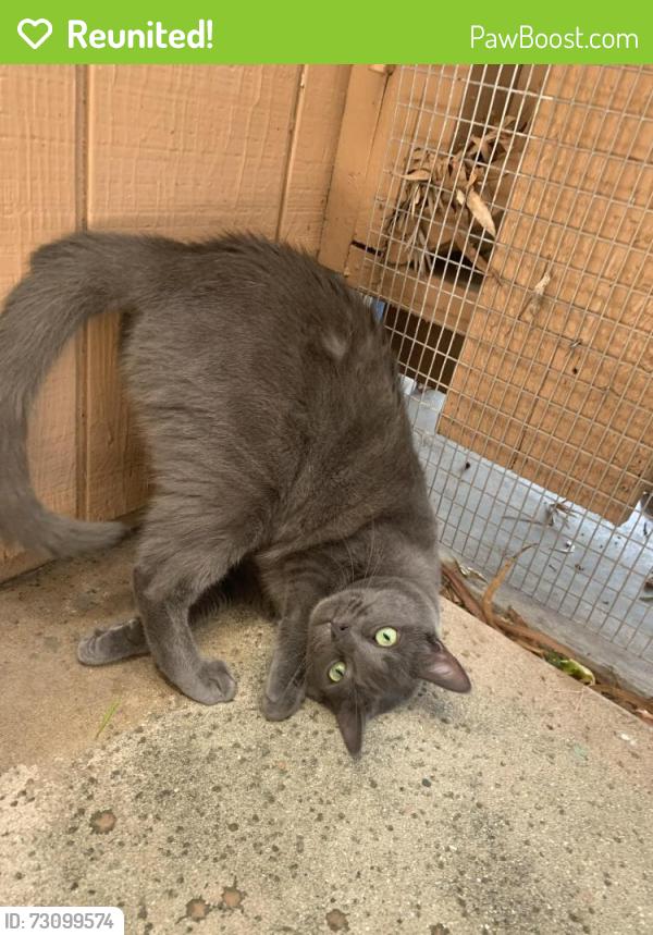 Reunited Female Cat last seen Foxdale cndmniums, Aurora, CO 80017