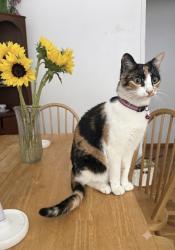 Reunited Female Cat last seen Near morrissey blvd, Santa Cruz, CA 95062
