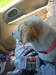 Reunited Female Dog last seen Robinson and 82nd, Oklahoma City, OK 73114