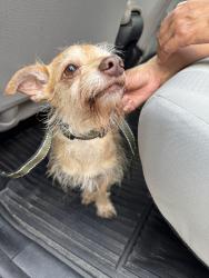 Reunited Male Dog last seen Knickerbocker st paterson, Paterson, NJ 07503