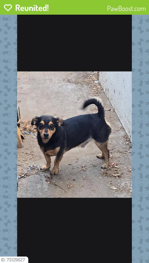 Reunited Male Dog last seen olive and Minnesota, Turlock, CA 95382