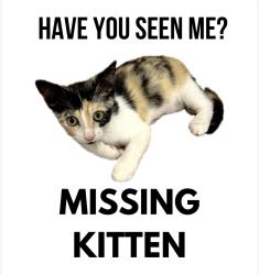 Reunited Female Cat last seen Canyon Creek neighboorhood, Austin, TX 78726