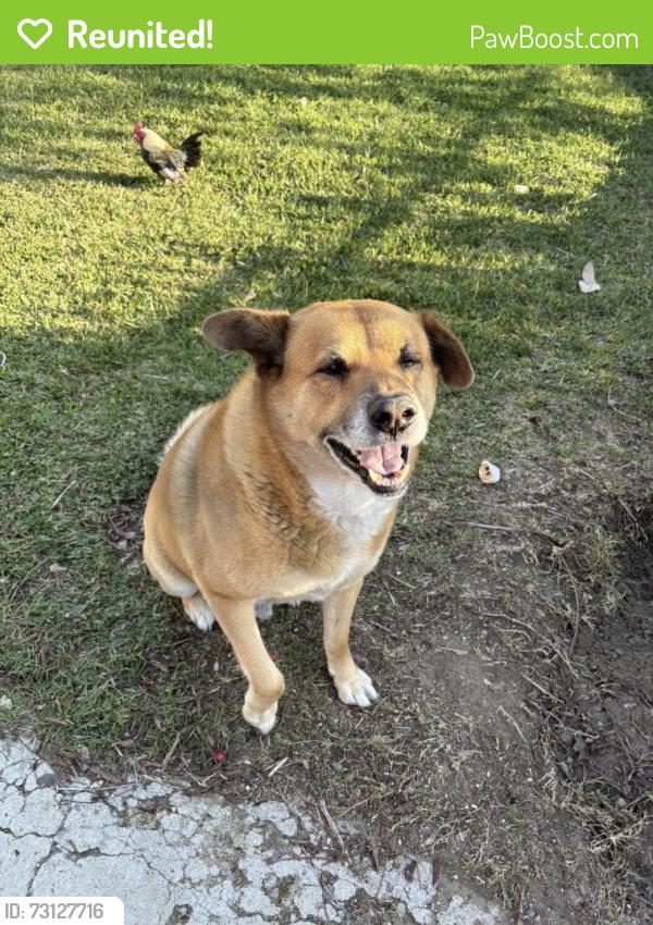 Reunited Male Dog last seen Near Aspen Ave, Fontana, CA 92336, USA, Fontana, CA 92336
