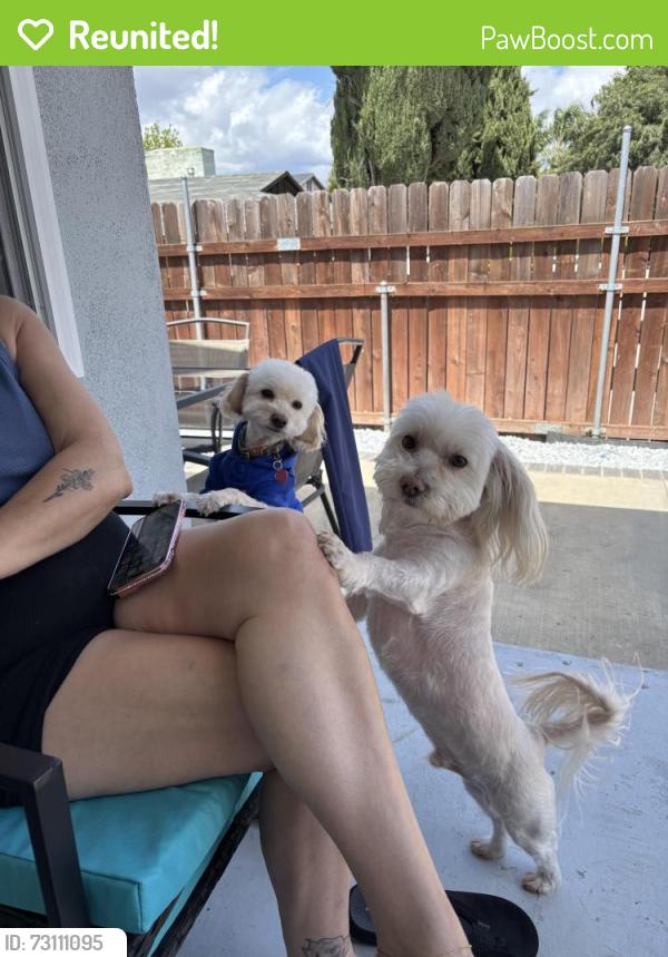 Reunited Female Dog last seen Jarrow and Ansford st, Hacienda Heights, CA 91745