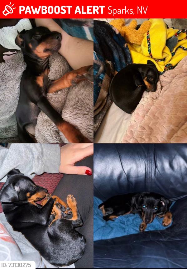 Lost Female Dog last seen Palm Springs Dr and Ryverson Ct, Sparks, NV 89441