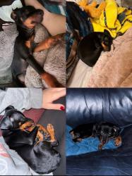 Lost Female Dog last seen Palm Springs Dr and Ryverson Ct, Sparks, NV 89441