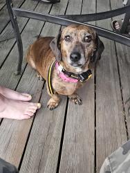Reunited Female Dog last seen Oak Hurst Aparments, Aurora, IL 60506