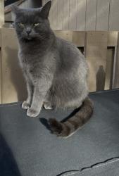 Lost Female Cat last seen Russle RD, Auburn, CA 95603