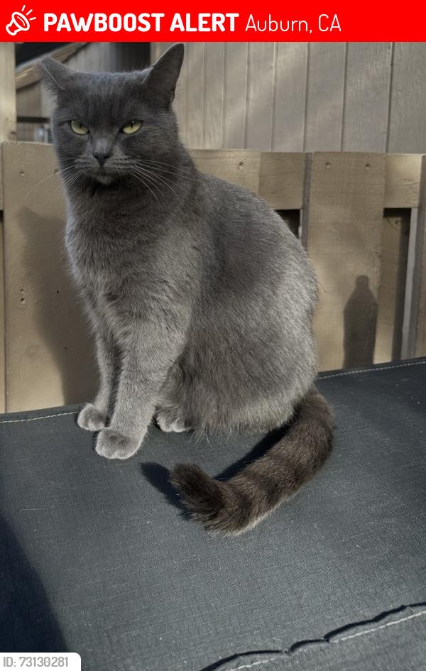 Lost Female Cat last seen Russle RD, Auburn, CA 95603