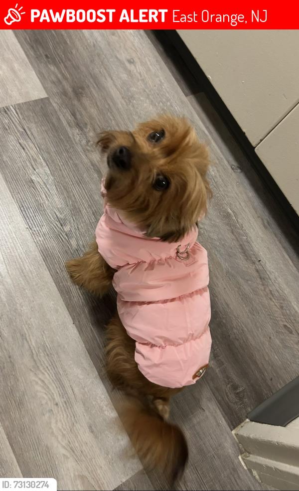 Lost Female Dog last seen Freeway Drive, East Orange, NJ 07018