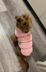 Lost Female Dog last seen Freeway Drive, East Orange, NJ 07018