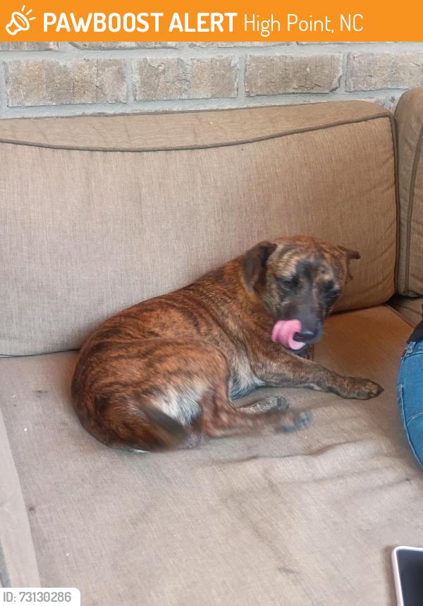 Found/Stray Male Dog last seen Haworth Church, High Point, NC 27262