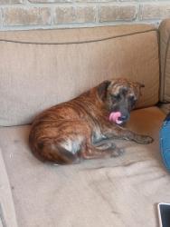 Found/Stray Male Dog last seen Haworth Church, High Point, NC 27262
